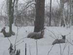 A long winter's nap....