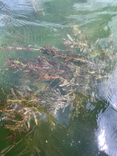 Curly Leaf Pondweed